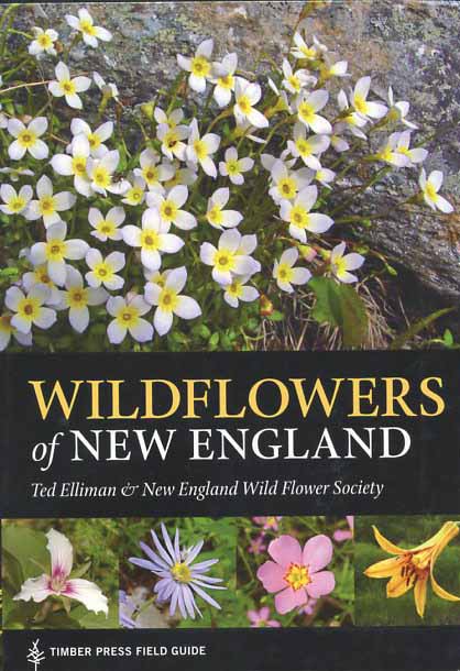 Wildflowers of New England